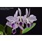 Cattleya labiata coerulea  S6973 NBS
