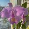 Cattleya schroederae