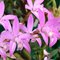 Лаелия (Laelia (hoffmannseggella) alvarenguensis) (499)