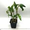 Дендробиум (Dendrobium Roy Tokunaga (Den. atroviolaceum x Den. johnsoniae)) (1150)