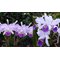 Cattleya Carmen  (Cattleya luedemanniana coerulea x warcsewiczii coerulea)