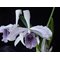 Laelia purpurata ( werkauserii x roxo violeta )S7143