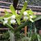 Каттлея (Cattleya leopoldii albax self)) (353)