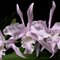 Лаелия (Laelia lobata concolor Jenny x self) (1161)