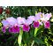 Cattleya Fallieri (trianae tipo x rex)