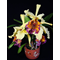 Cattleya dowiana v. aurea