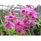 Дендробиум (Dendrobium anosmum 4n)(1113)