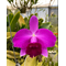 Laelia pumila 'Spitskop' x sib