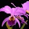 КАТТЛЕЯ (Cattleya gaskelliana) (А-284)