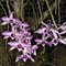Дендробиум (Dendrobium anosmum var Touch of class)(1083)