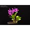 Cattleya violacea