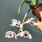 Дендробиум (Dendrobium rhodopterygium f. semialbum)(1111)