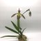 Пафиопе́дилум (paphiopedilum сюрприз)(А-119)