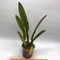 Cattleya labiata coerulea  S6973 NBS