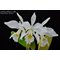 Cattleya labiata f. Alba .