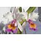 Cattleya Maggie Raphael ( Cattleya trianae semialba coerulescens  x  C dowina aurea)