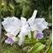 Cattleya lueddemanniana coerulea caracas x coerulea venosa n