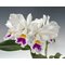 Cattleya labiata var. semi-alba