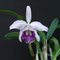 Laeliocattleya cornelia caerule