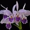 Cattleya labiata coerulea  S6973 NBS