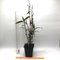 Дендробиум (Dendrobium hercoglossum)(1332)