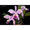 Cattleya gaskelliana (f. amoena x f. coerulea) x self