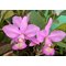 Cattleya  nobilior