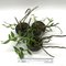 Дендробиум (Dendrobium primulinum)(А-207)