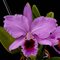 Каттлея (Cattleya percivaliana ( Alberts x Fabia)(А-337)