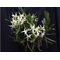 Angraecum florulentum