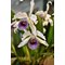 LC CG Roebling ´Eclipse´  (C gaskelliana x Laelia purpurata) coerulea