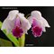 Cattleya quadricolor