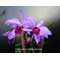 Cattleya Eva's Fabula sin Letras ( purpurata Werkhauserii x jenmanii coerulea)
