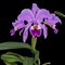 КАТТЛЕЯ (Cattleya gaskelliana) (А-284)