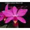 Каттлея (Cattleya violacea 'Muse' x self )(1253)