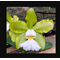 Cattleya Schilleriana Albenscens