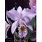 Cattleya Mrs Frederick Knolls (Cattleya X Hardyana x Cattleya mossiae)