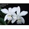 Cattleya violacea alba
