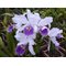Cattleya warscewiczii coerulea x sib