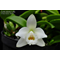 Laelia alaori var. Alba .