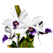 Laelia purpurata ( aço x werkauserii )(S6986)