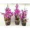 Дендробиум (Dendrobium parishii “no lip”)(1325)