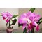 Каттлея (Cattleya Medelissima (luedemanniana tipo x mendelii splash)) coerulea)(1272)