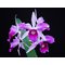 Laelia purpurata (flamea x flamea “Cotia”)(S10064) NBS