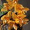 Stanhopea jenischiana (1045)