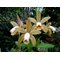 Cattleya forbesii
