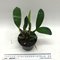 Дендробиум (Dendrobium speciosum)(А-188)