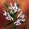 Дендробиум (Dendrobium nobile v. cooksonianum (peloric)) (1336)