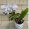 Cattleya lueddemanniana coerulea caracas x coerulea venosa n