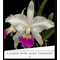 Cattleya Gigas S/A Atroporpuria tamanho